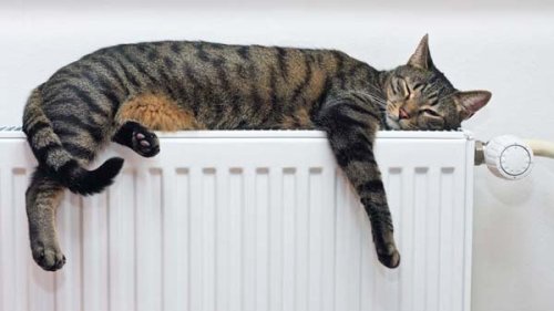 Grå kat sover på radiator