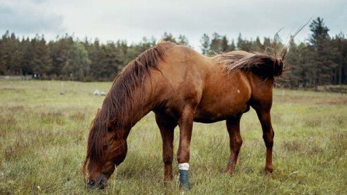 Hest der græsser udenfor
