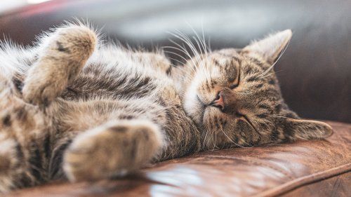 Katteforsikring - adgang til online dyrlæge | Gjensidige
